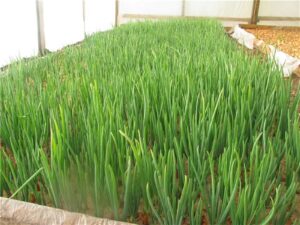 Можно ли срезать зелень у лука севка. Как правильно выращивать и срезать зеленый лук