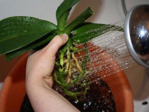 Как правильно пересадить орхидею?