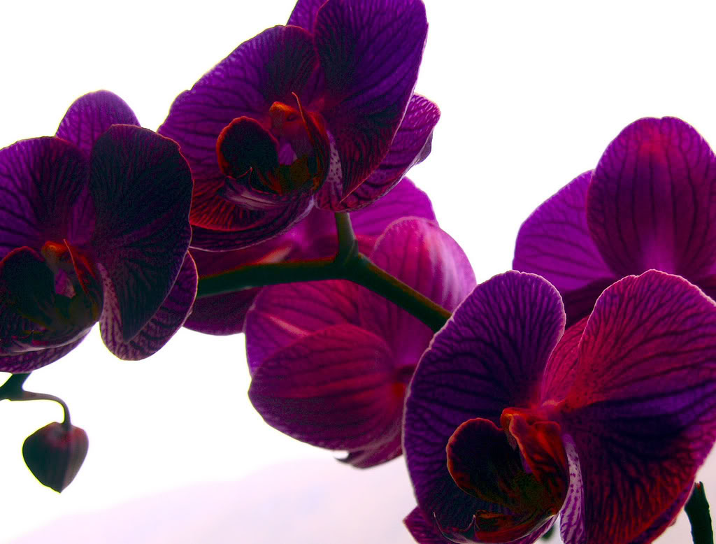 Как правильно пересадить орхидею?