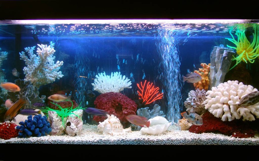 Как правильно ухаживать за рыбками в аквариуме?
