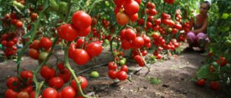Как правильно выращивать томаты?