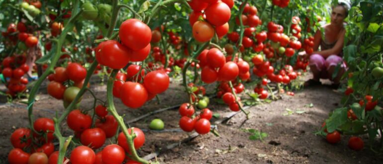 Как правильно выращивать томаты?