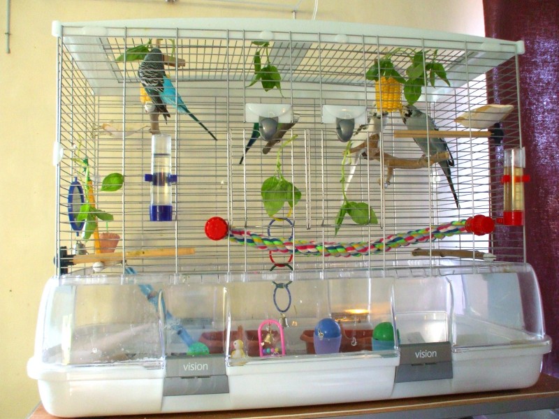 Как правильно выбрать попугаю клетку?