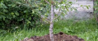 Как правильно посадить фруктовое дерево осенью?