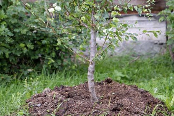 Как правильно посадить фруктовое дерево осенью?