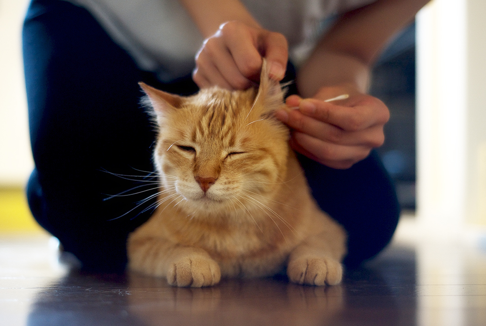 Как правильно чистить уши кошкам